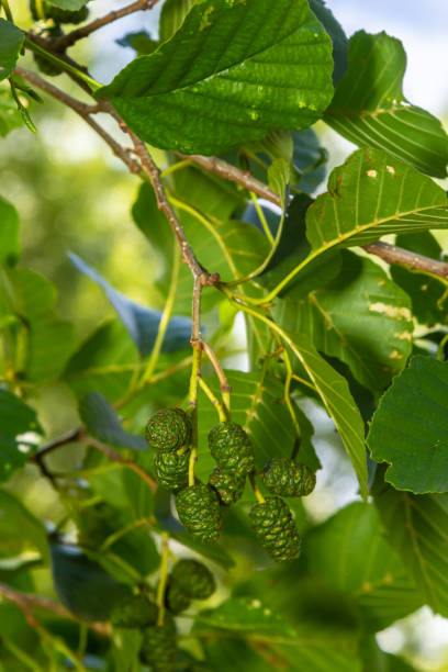 ветка листьев ольхи и зеленых шишек. ветвь alnus glutinosa, ольха обыкновенная, черная ольха весной - glutinosa стоковые фото и изображения