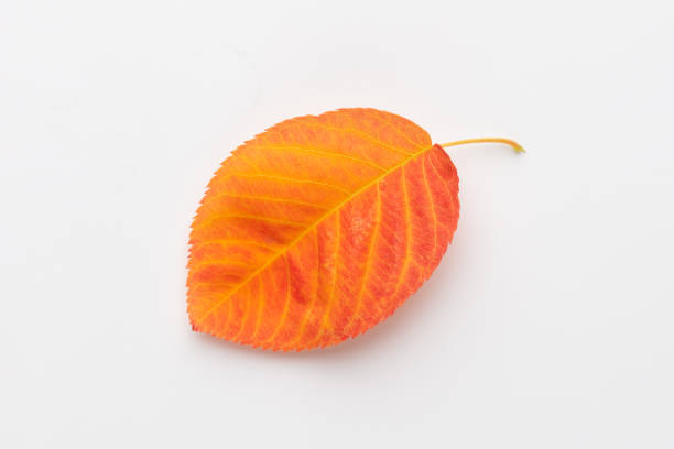 Autumn maple leaves isolated on white background.