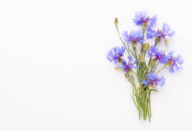 istock Alternative Medicine. Centaurea cyanus, Cornflower Herb capsule, Nutritional Supplement. 1422979117