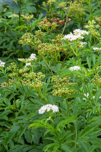 istock Black danewort Sambucus ebulus berries close-up. Blooming danewort, dwarf elderberry or elderwort, Sambucus ebulus 1422979394
