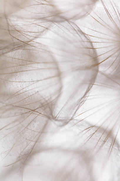 istock Abstract dandelion macro flower background. Seed macro closeup. Soft focus 1422979423