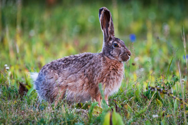 istock A brown hare on the summer meadow 1422979923