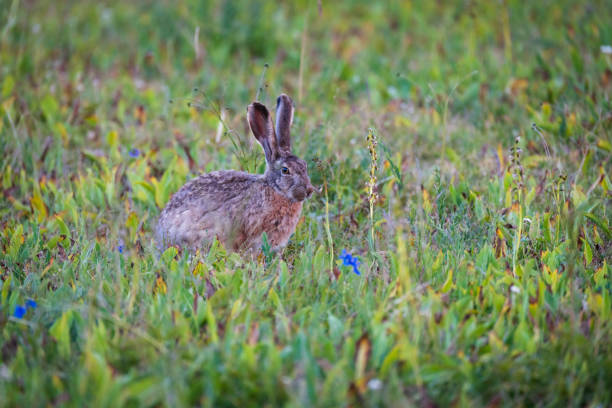 istock A brown hare on the summer meadow 1422979932