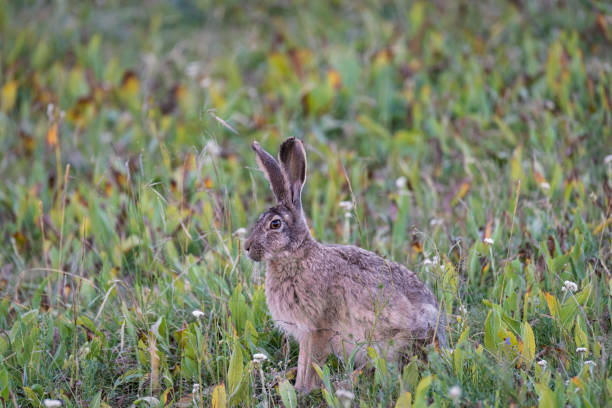 A brown hare on the summer meadow,Shot in Zaduo County, Qinghai, China in August 2022