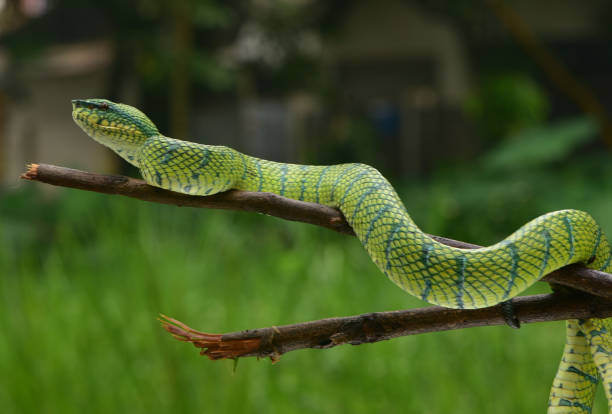 istock Tropidolaemus subannulatus 1422979982