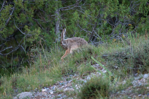 A brown hare on the summer meadow,Shot in Zaduo County, Qinghai, China in August 2022