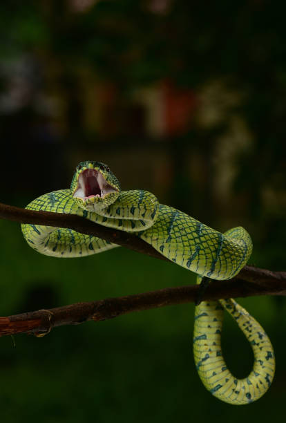 istock Tropidolaemus subannulatus 1422982116
