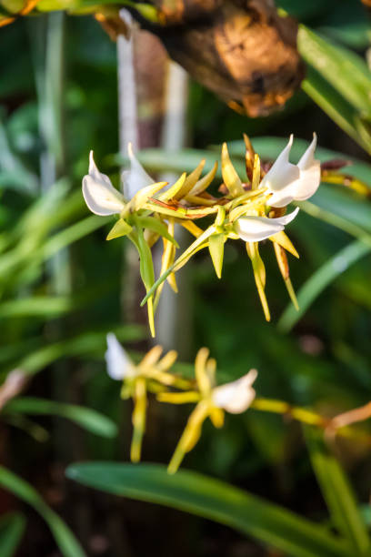 istock Orchid flower, rare species 1422983898