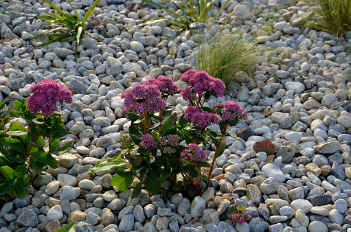 ornamental flowerbed with perennials and stones made of gray granite, mulched pebbles in the city garden, prairie, ornamental grass, terrace by the pool mulching pebbles, stipa tenuissima, capilata , salvia nemorosa, echinacea purpurea, newly, sedum telephium, perennial, rudbeckia hirta, mulching, pebbles