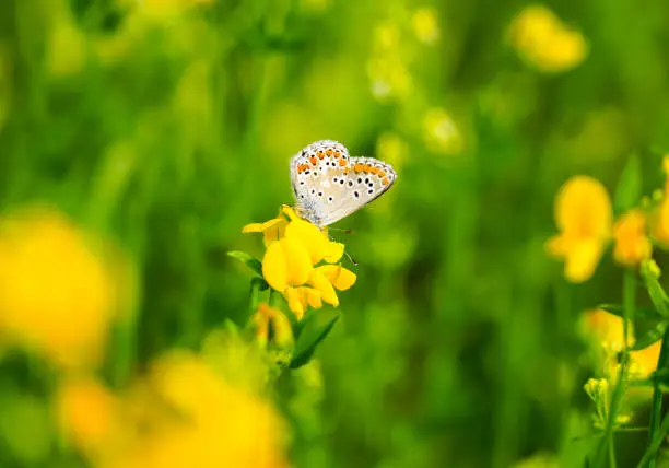 Common Blue on a yellow flower. Butterfly in natural environment. Polyommatus icarus.