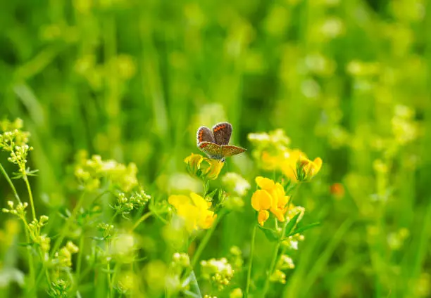 Common Blue on a yellow flower. Butterfly in natural environment. Polyommatus icarus.