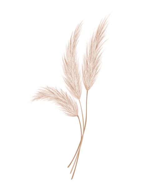 Pampas grass branch. Dry feathery head plume, used in flower arrangements, ornamental displays, interior decoration, fabric print, wallpaper, wedding card. Golden ornament element in boho style Pampas grass branch. Dry feathery head plume, used in flower arrangements, ornamental displays, interior decoration, fabric print, wallpaper, wedding card. Golden ornament element in boho style. tussock stock illustrations