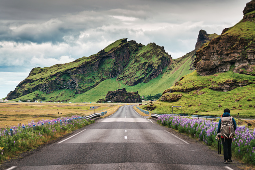 Dramatic view of raw mountain on highway of ring road and lupin flower blooming on wayside in summer at Iceland