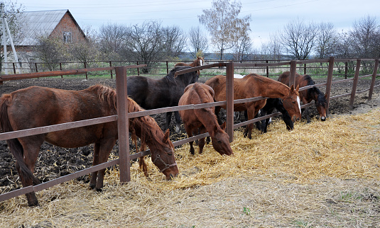 A hay is eating horses near the stables on the farm through the fence