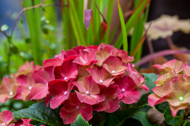 Red hydrangea plant and green grass in the garden
