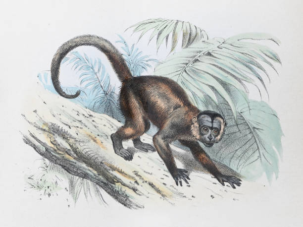 Capuchin Graphics 410+ Capuchin Monkey Illustrations Stock Illustrations, Royalty-Free ...
