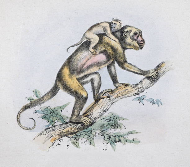 Howler monkey - vintage color illustration Vintage color illustration - Howler monkey carrying iets young ones howler monkey stock illustrations