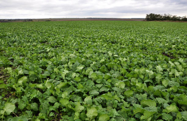 istock In the autumn field grows winter rape 1422990824
