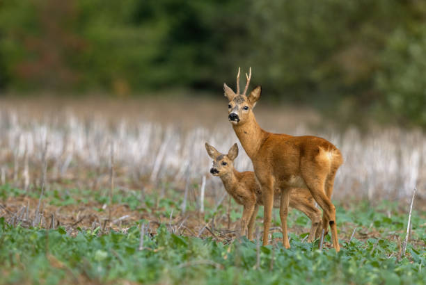 Roebuck and fawn