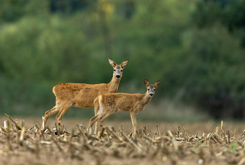 Female roe deer and fawn (Capreolus capreolus) standing on an agricultural field.