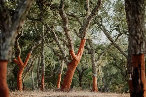 Photo of Cork Oak Tree