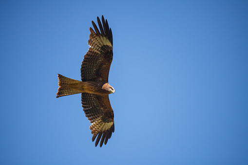 A red kite is flying in the blue sky. The photo was taken on August 8, 2022 in Zaduo County, Qinghai, China