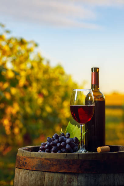 glass of red wine and grape on wooden barrel with vineyard stock photo