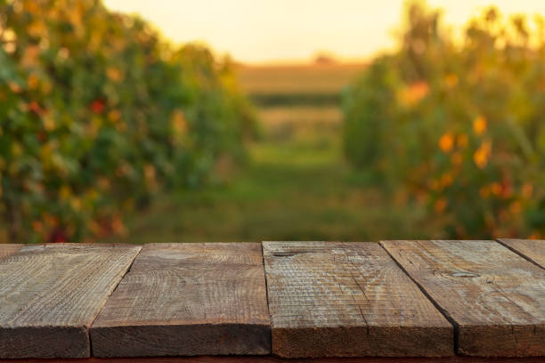 empty wooden table over blurred background of vineyard stock photo
