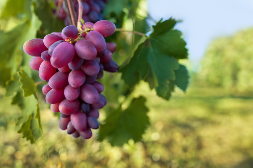 bunch of ripe pink grape on the vine in vineyard