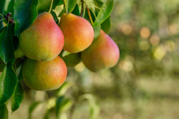 peras em ramo no jardim com fundo verde desfocado - pear tree - fotografias e filmes do acervo