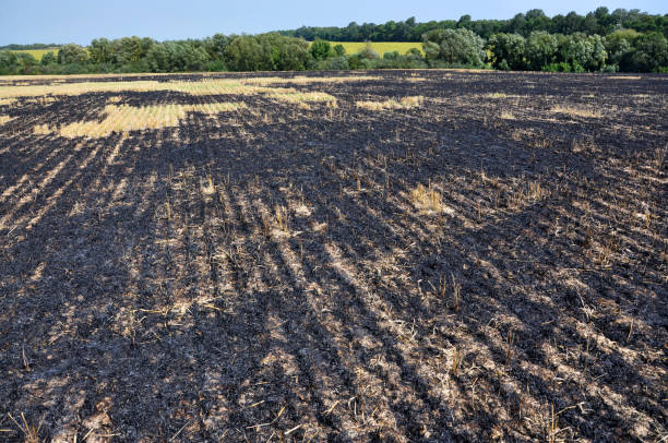 istock Black burned sturgeon and remnants of grain harvesting 1422995474