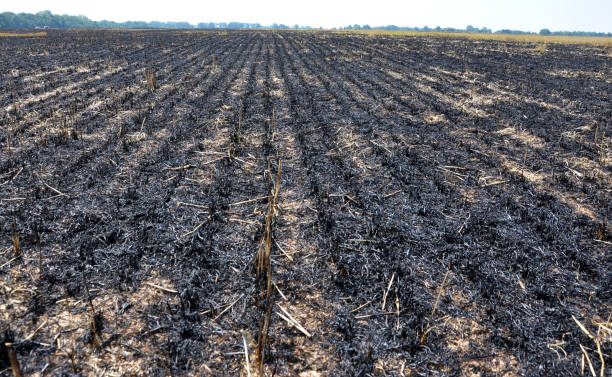 istock Black burned sturgeon and remnants of grain harvesting 1422995480