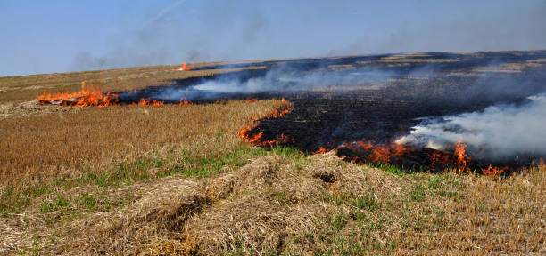 istock On the field burns stubble 1422995481