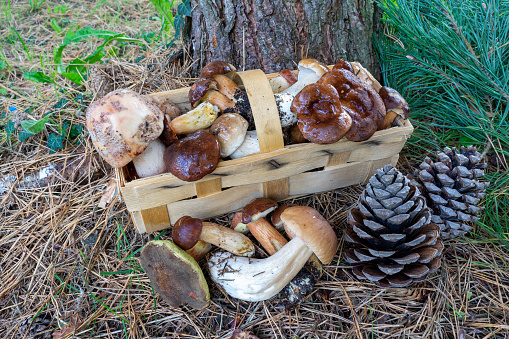 Odd shaped mushroom in autumn
