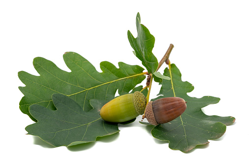 Closeup shot of acorns growing on a branch