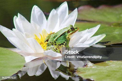 istock Green frog (prince) sitting into white water lily 1422997537