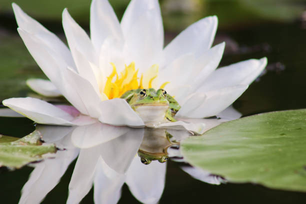istock Green frog (prince) sitting into white water lily 1422997588