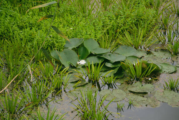 istock White lily flower in the swampy river 1422997610