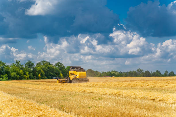 istock Agriculture process in wheat field during the sunny day with blue sky. Heavy technics. Rural landscape. Harvest time 1422999154