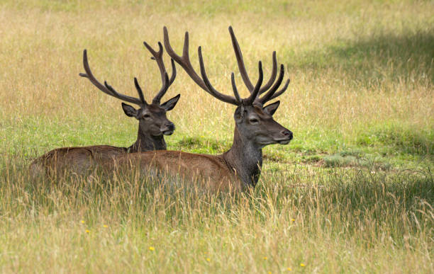 istock Two red deer with antlers lying in the summery tall grass 1422999805