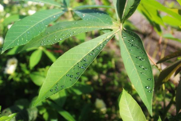istock cassava plant leaves 1423002534