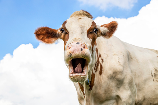 Humor portrait of a mooing cow, laughing with mouth open, showing gums, teeth and tongue