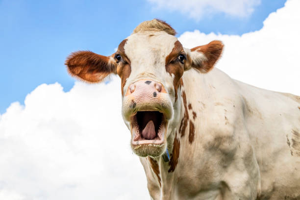 Funny portrait of a mooing cow, laughing with mouth open, showing gums, teeth and tongue stock photo