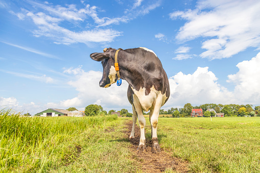 Cow turning her head backwards, on a milking path in summer black and white in the field under a cloudy blue sky