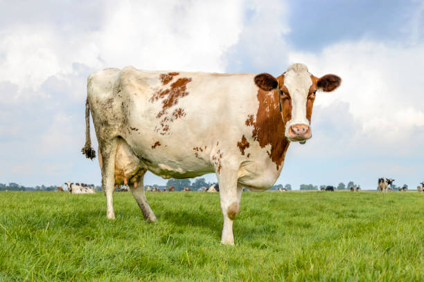istock Cow standing full length in front view and copy space, red and white dairy milk cattle, a blue sky and horizon over land 1423002952