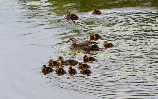 istock Spot-billed duck mother and children 1423003149