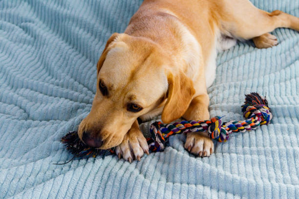 istock Labrador retriever playing with colorful rope toy 1423004896