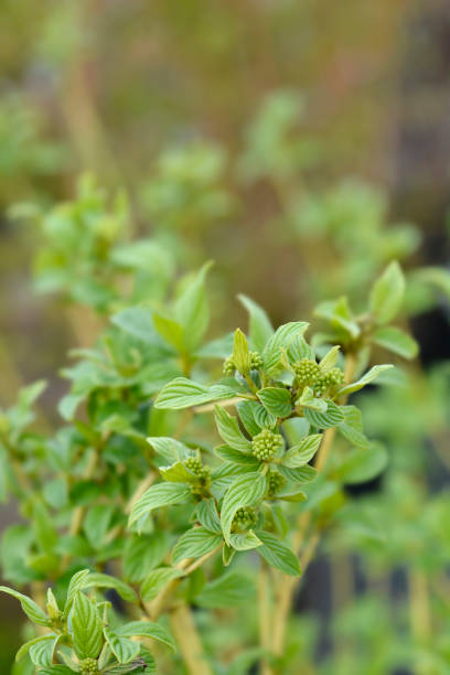 istock Red osier Dogwood Flaviramea 1423005441
