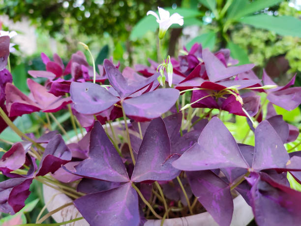 Close up of the purple butterfly flower or Oxalis triangularis. Close up of the purple butterfly flower or Oxalis triangularis. oxalis triangularis stock pictures, royalty-free photos & images