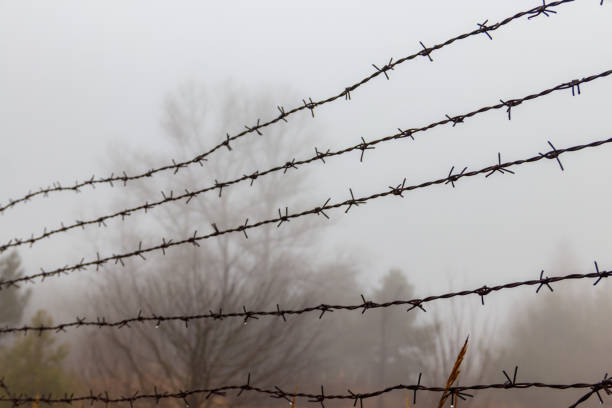 Close-up of the barbed wire fence in fog Close-up of the barbed wire fence in fog rusty barb stock pictures, royalty-free photos & images